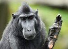 Pat Rutter_Macaque (Sulawesi Crested).jpg